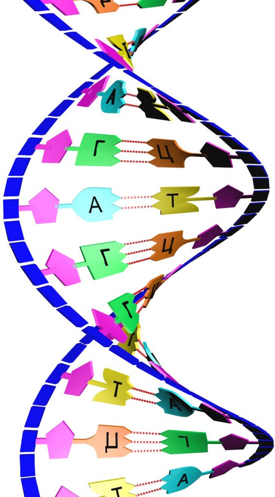Дезоксирибонуклеїнової кислоти (ДНК) - лінійний полімер, який має вигляд подвійної спіралі, утвореної парою антипаралельних комплементарних (відповідних один одному по конфігурації) ланцюгів