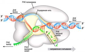 Рибонуклеїнова кислота (РНК) - лінійний полімер, що складається з одного ланцюга нуклеотидів