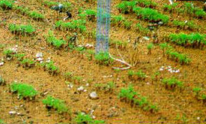 Врожайність на ділянці без застосування   для поливу рослин   магнітного перетворювача води   Врожайність на тій же ділянці із застосуванням   для поливу рослин магнітного   перетворювача води   Садовий магнітний перетворювач води UDI-MAG GARDEN, арт
